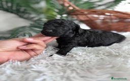 Caniche Toy perros en venta: CANICHE TOY - Anuncio 16