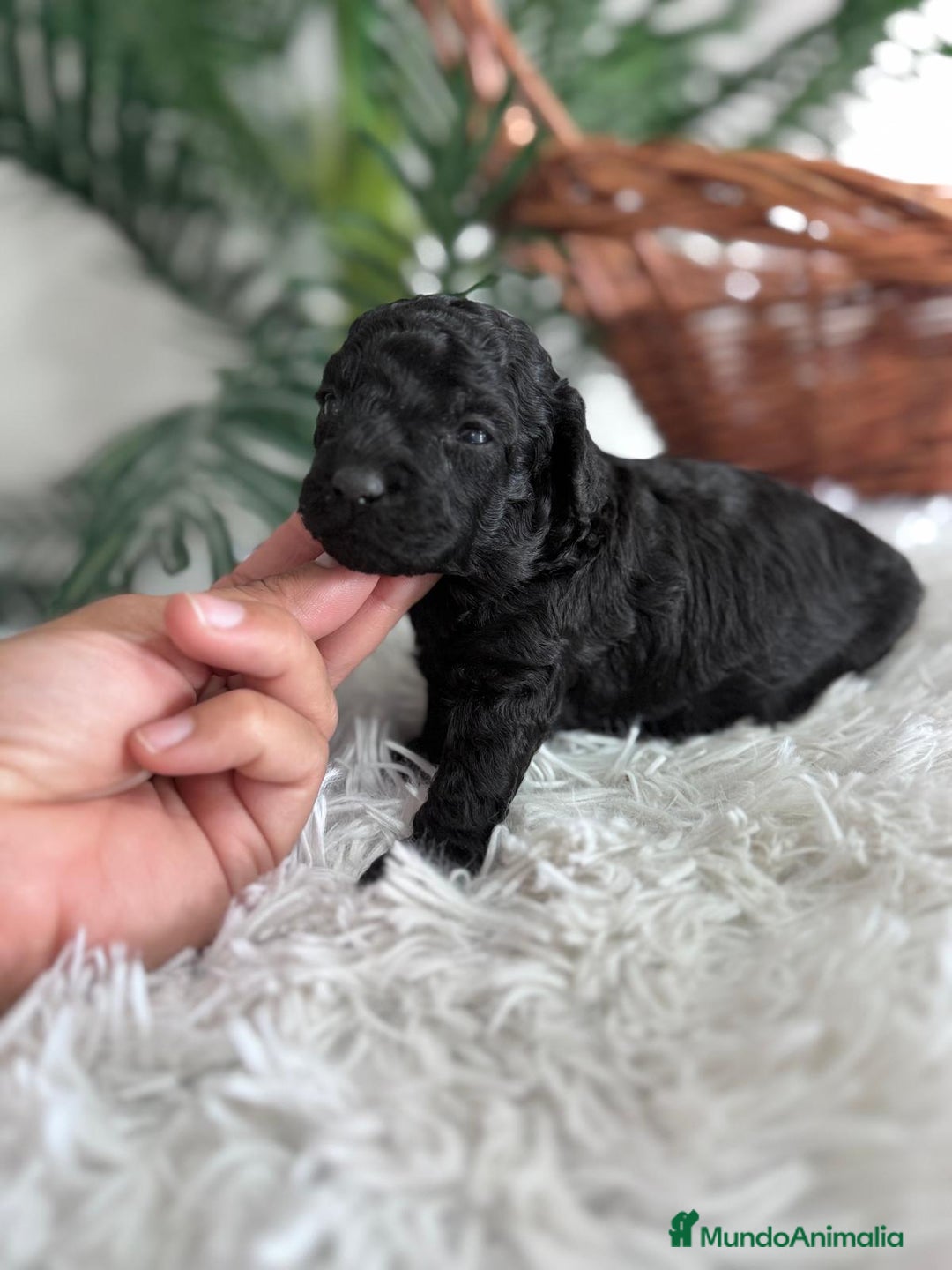 Caniche Toy perros en venta: CANICHE TOY - Anuncio 16