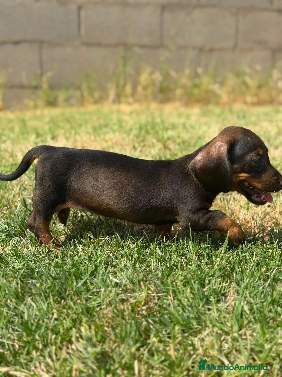 Teckel Miniatura perros en venta: Teckels Color Jabalí Hembras - Anuncio 2