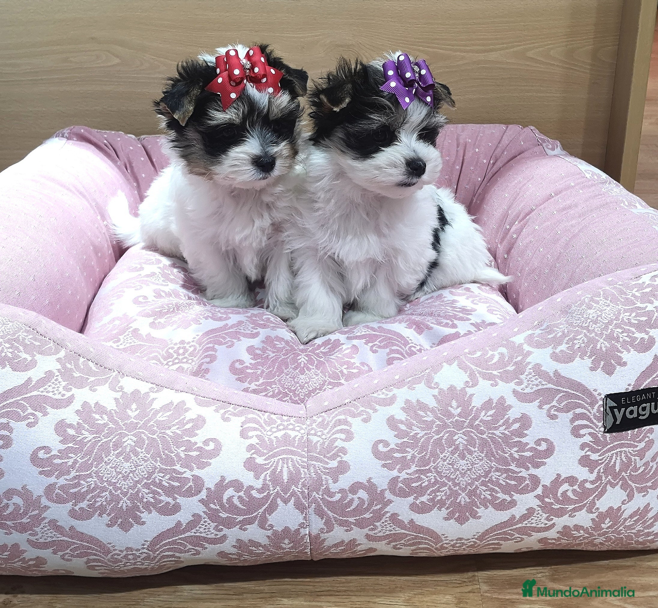 Biewer Yorkshire Terrier a la Pom Pon perros Biewer - Anuncio 11