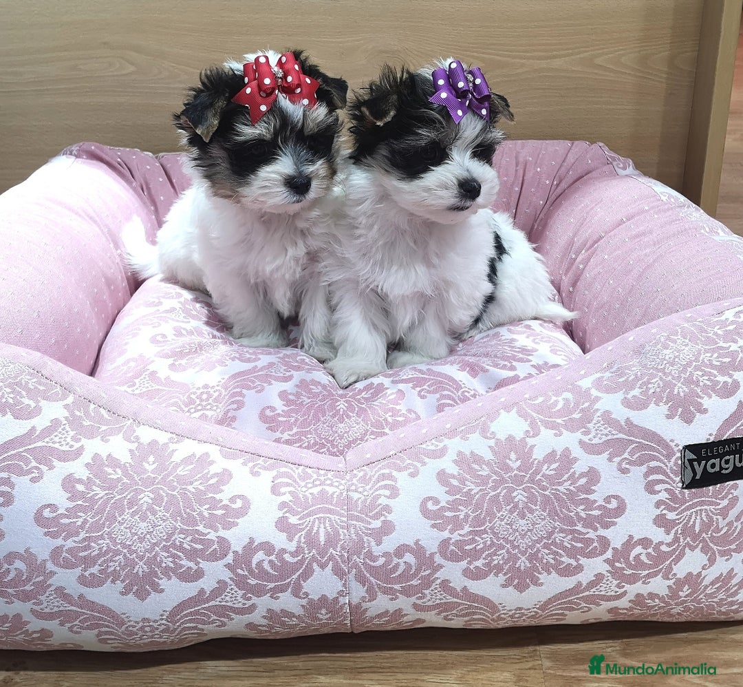 Biewer Yorkshire Terrier a la Pom Pon perros en venta: Biewer - Anuncio 1