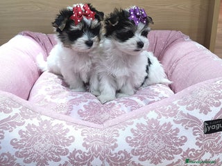 Biewer Yorkshire Terrier a la Pom Pon perros Biewer - Anuncio 1