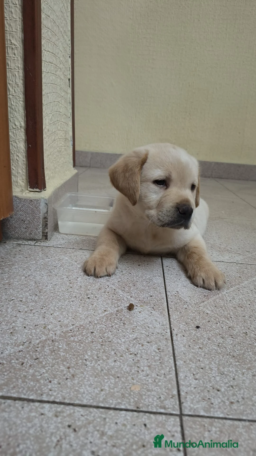 Labrador Retriever perros en venta: Labrador retriever  en Huelva - Anuncio 2