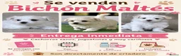Bichón Maltés perros en venta: Preciosos cachorros  - Anuncio 1
