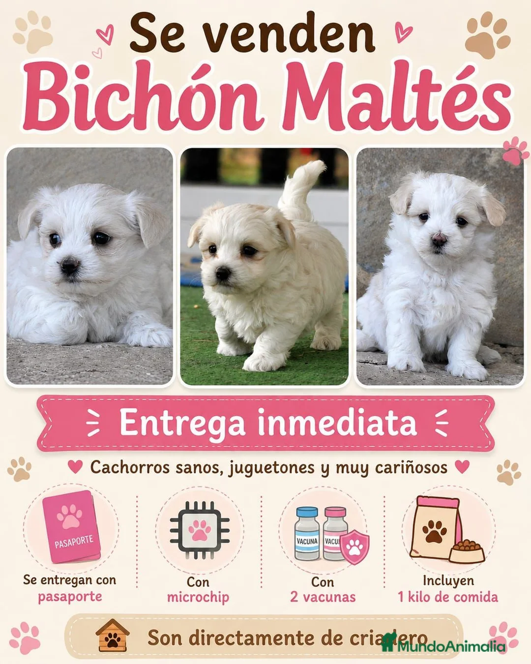 Bichón Maltés perros en venta: Preciosos cachorros  - Anuncio 1