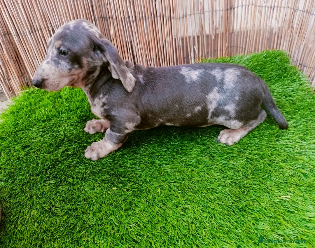 Teckel perros en venta: Teckels mini y kaninchen  - Anuncio 2