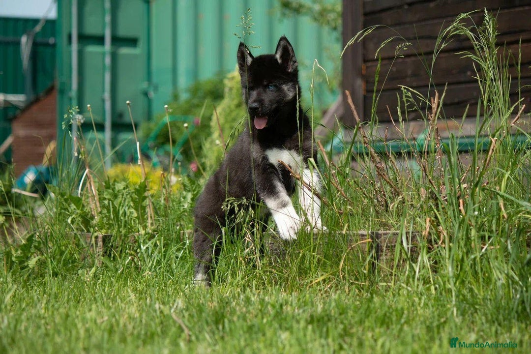 Husky Siberiano perros en venta: Husky Siberiano exclusivos - Anuncio 4