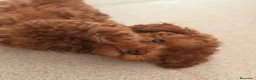 Caniche Toy perros en venta: CANICHE TOY 50% LÍNEA COREANA - Anuncio 7