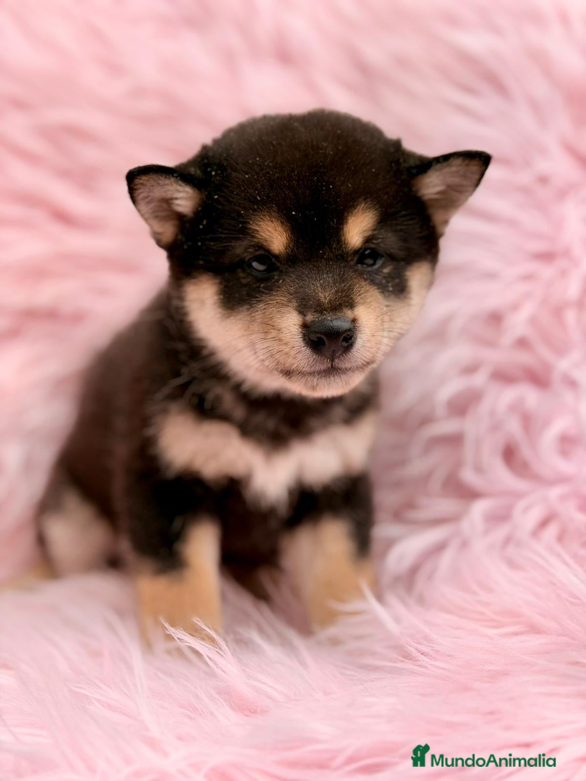 Shiba Inu perros SHIBA INU NEGRO FUEGO Y ROJOS - Anuncio 2
