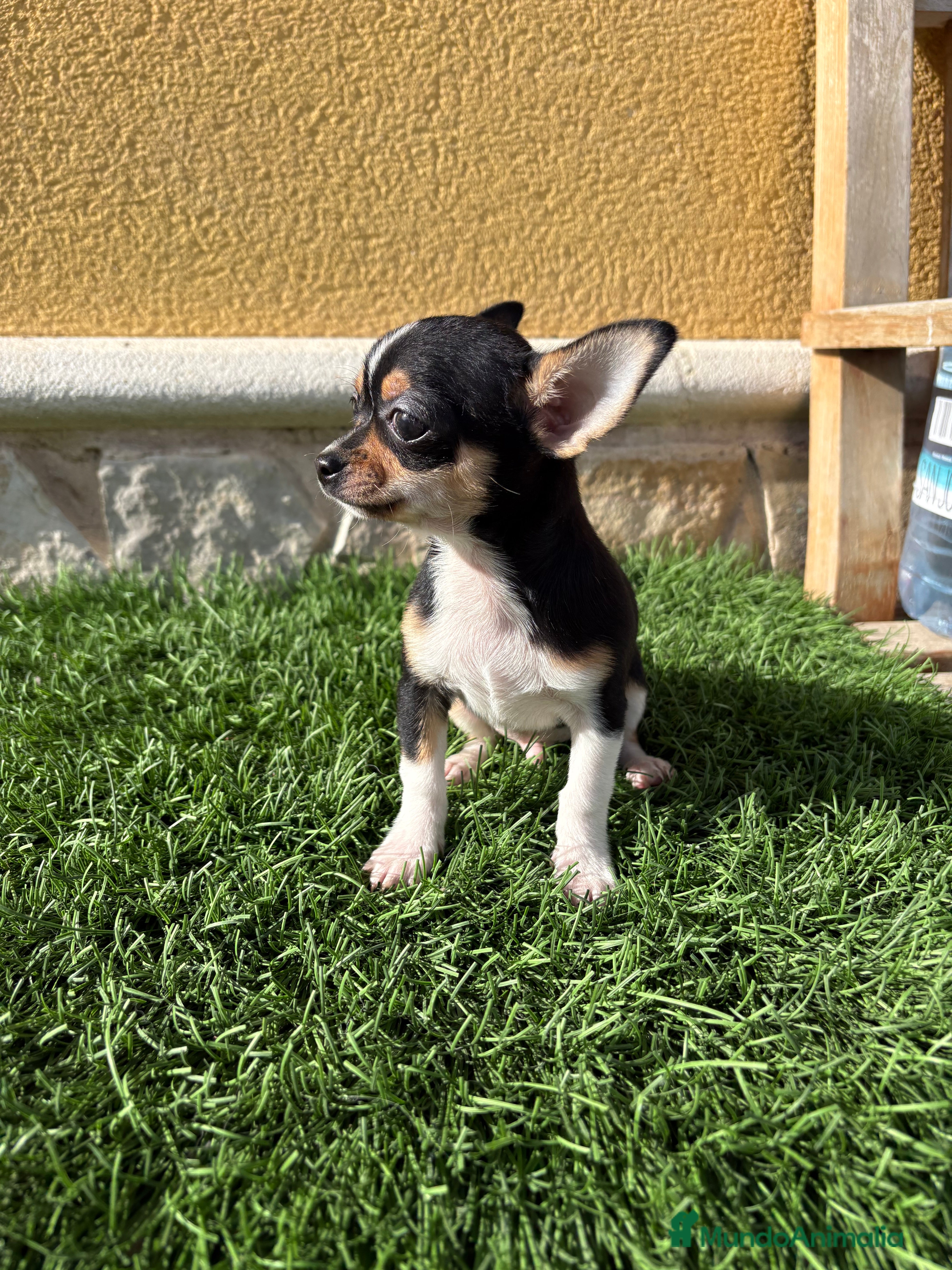 Chihuahua perros Chihuahua Toy tricolor macho - Anuncio 2