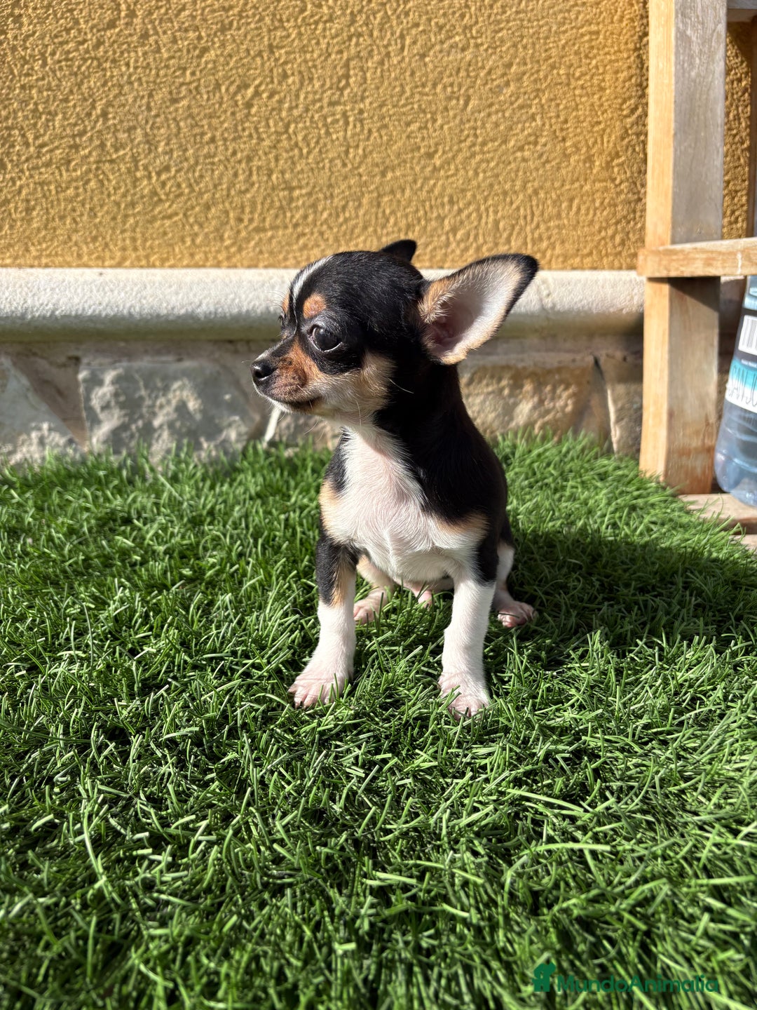 Chihuahua perros en venta: Chihuahua Toy tricolor macho - Anuncio 1