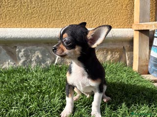 Chihuahua perros Chihuahua Toy tricolor macho - Anuncio 2