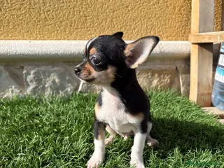 Chihuahua perros Chihuahua Toy tricolor macho - Anuncio 2