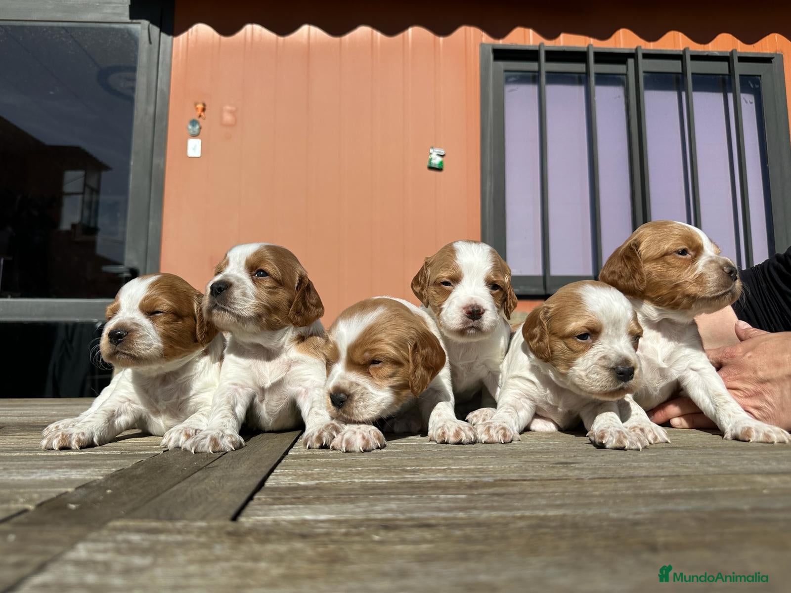 Épagneul Breton perros BRETON  en Barcelona - Anuncio 3