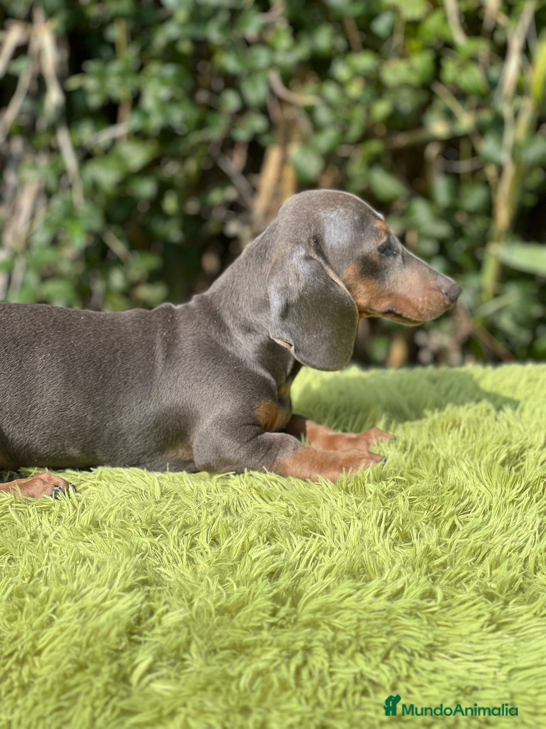 Teckel Miniatura perros en venta: Teckel blue mini - Imagen 4