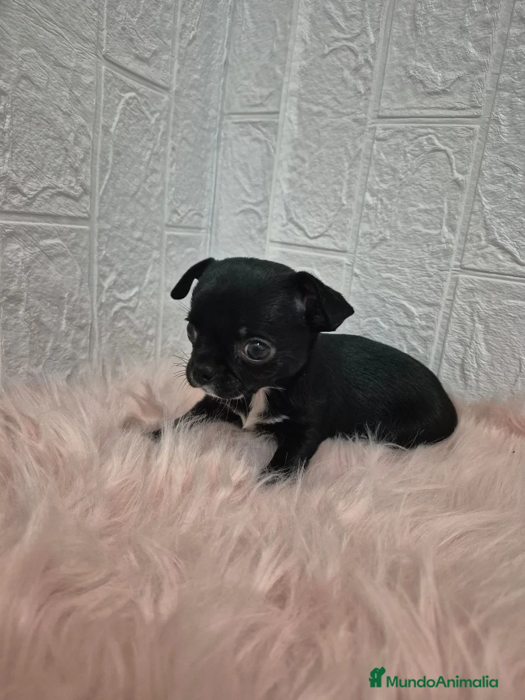 Chihuahua perros en venta: Chihuahuas chocolates 🍫 🐾❤️ - Anuncio 5