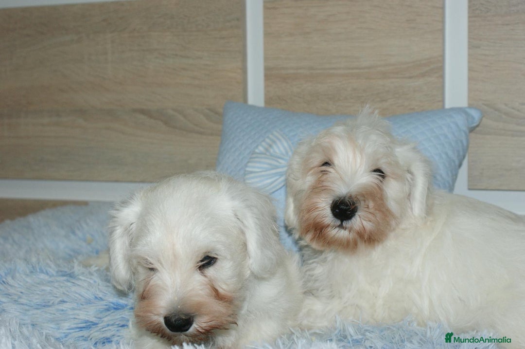 Pinscher Miniatura perros en venta: CACHORRITOS DE SCHNAUZER MINIATURA  - Imagen 17