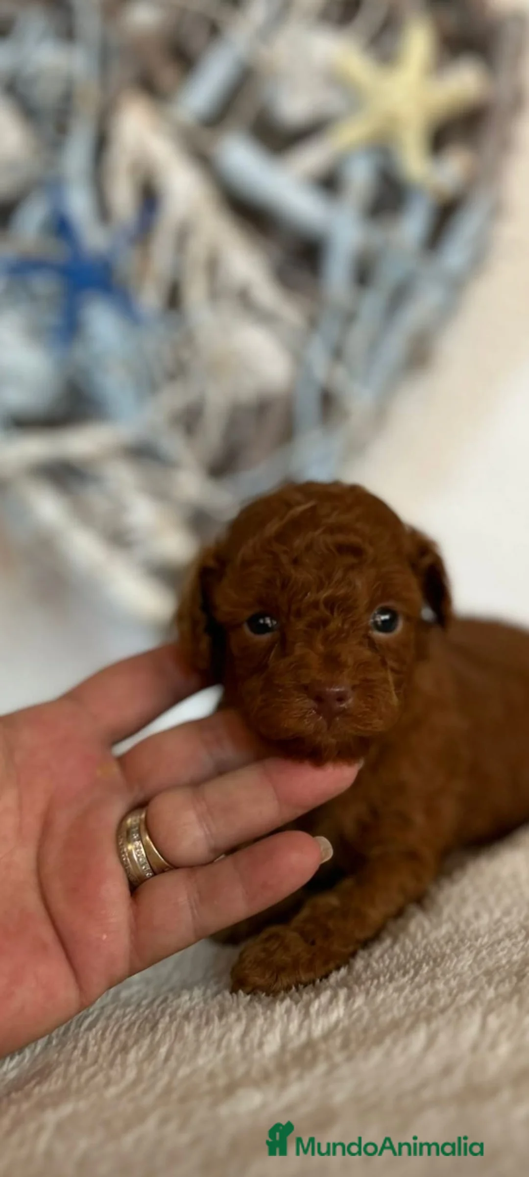 Caniche Toy perros en venta: EJEMPLARES DE CANICHE TOY  en Barcelona - Anuncio 5