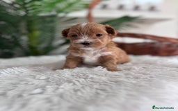 Maltipoo perros en venta: MALTIPOO - Imagen 8