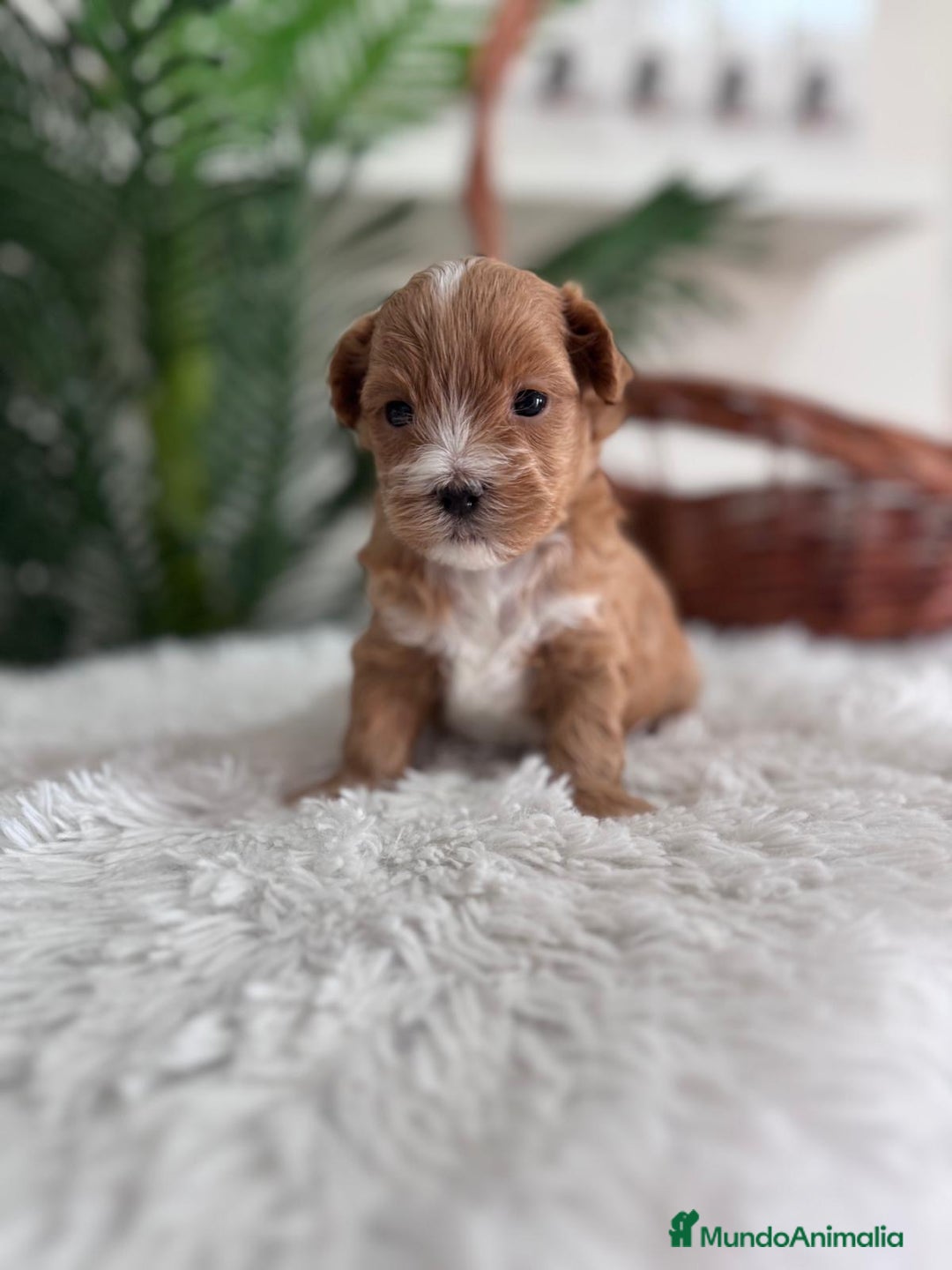 Maltipoo perros en venta: MALTIPOO - Imagen 8