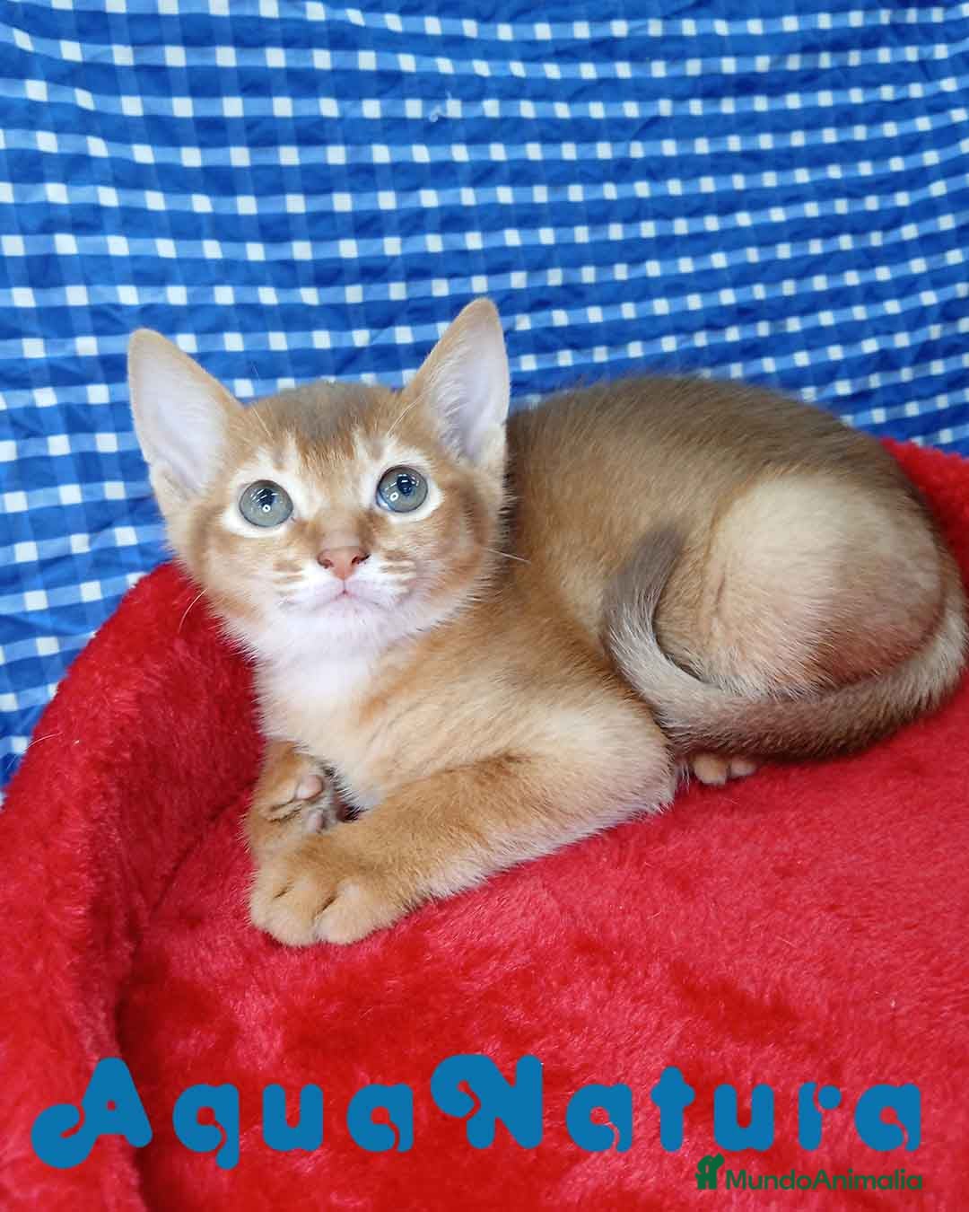 Abisinio gatos  Abisinio Macho de Mia 4177 - AQUANATURA en Barcelona - Anuncio 13