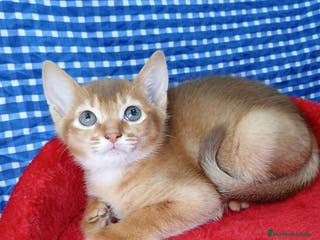 Abisinio gatos Abisinio Macho de Mia 4177 - AQUANATURA en Barcelona - Anuncio 3