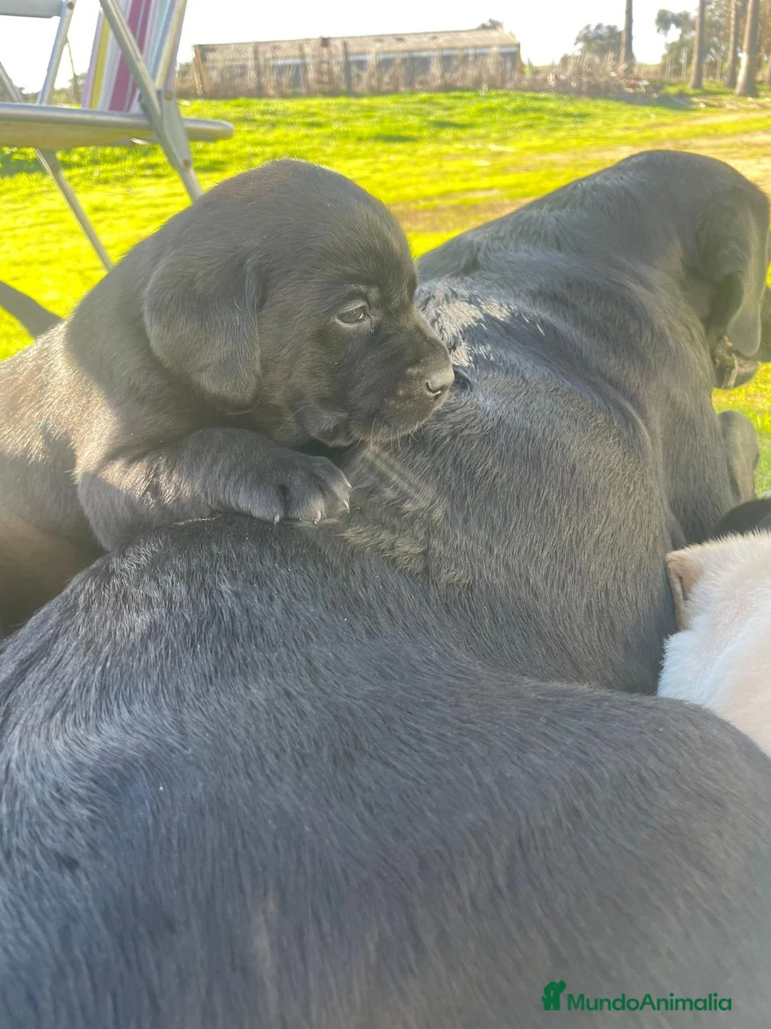 Labrador Retriever perros en venta: Labrador Retriever Negros - Anuncio 7