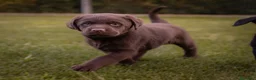 Labrador Retriever perros en venta: Camada labrador retriever chocolate  - Anuncio 4