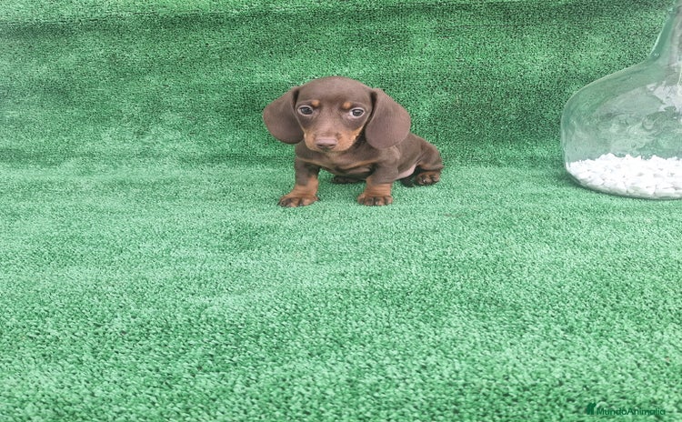 Teckel Miniatura perros - Anuncio 1