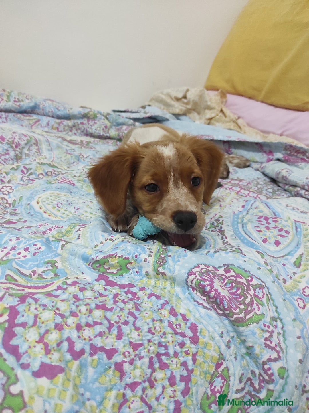 Épagneul Breton perros en venta: Cachorro Breton - Anuncio 7