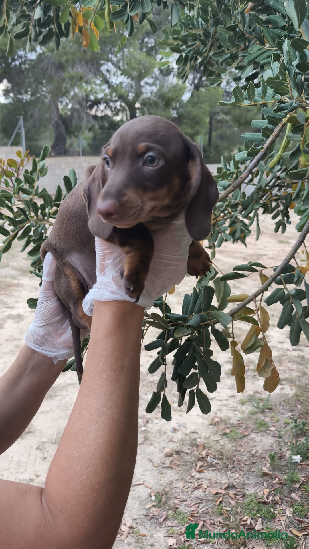 Teckel Miniatura perros en venta: Teckels  - Imagen 6