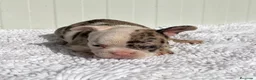 Bulldog Francés perros en venta: Bulldog frances Exotic - Anuncio 17