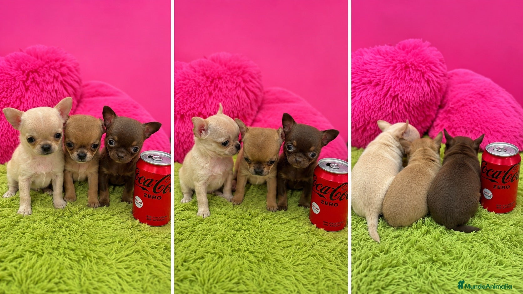 Chihuahua perros CHIHUAHUAS TOY - LISTOS PARA ENTREGAR  - Anuncio 1