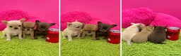 Chihuahua perros en venta: CHIHUAHUAS TOY - LISTOS PARA ENTREGAR  - Anuncio 1