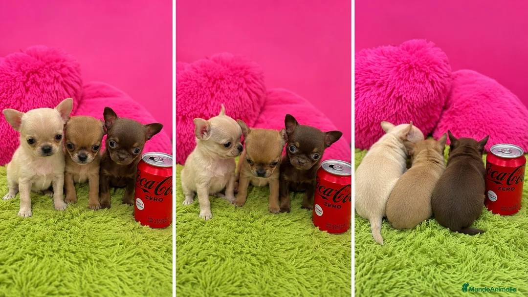 Chihuahua perros en venta: CHIHUAHUAS TOY - LISTOS PARA ENTREGAR  - Anuncio 1