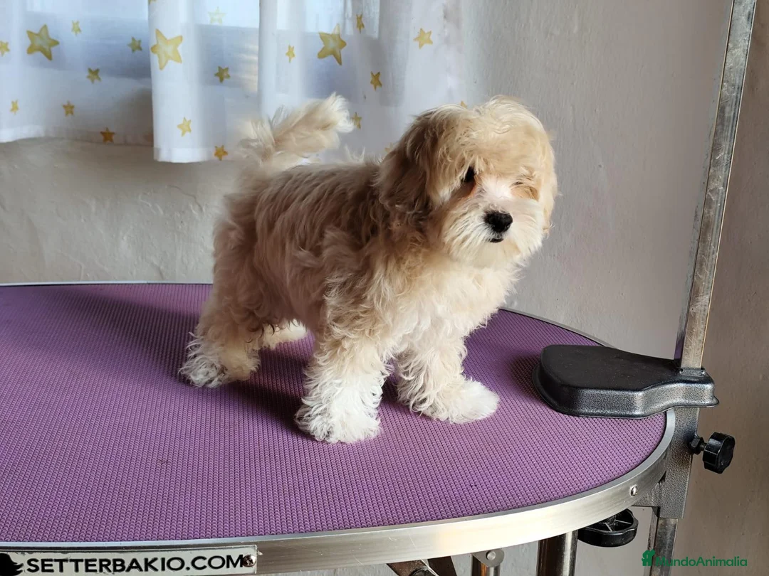 Maltipoo perros en venta: Hembra de maltipoo en Madrid - Anuncio 3