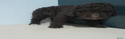 Perro de Agua Español perros en venta: PERRO DE AGUA - Anuncio 19