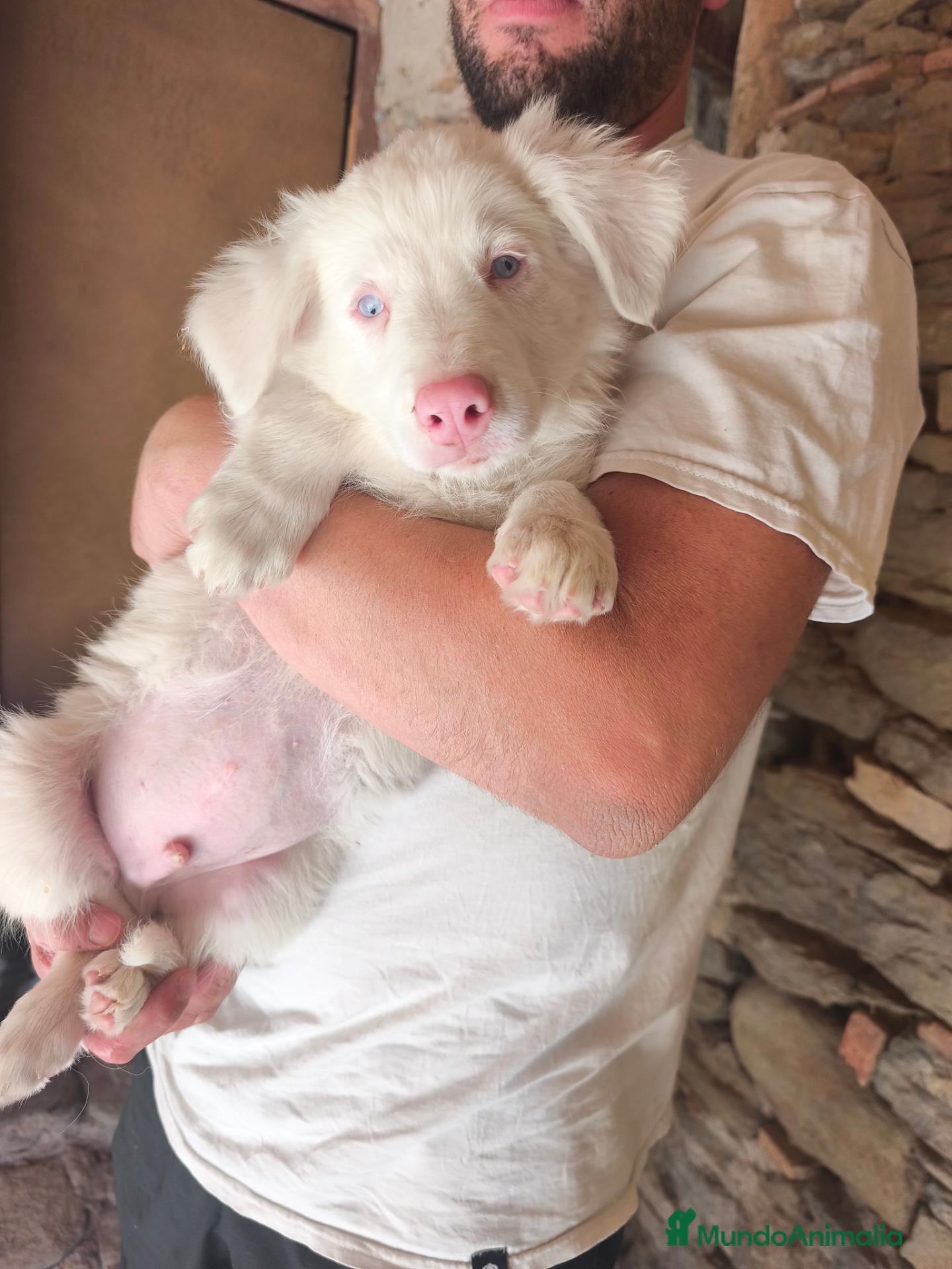 Border Collie perros Regalo cachorro border collie sordo! - Anuncio 2