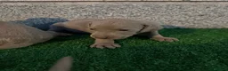 Weimaraner perros en venta: 🐾✨ BRACOS DE WEIMAR EN RESERVA ✨🐾 en Barcelona - Anuncio 8