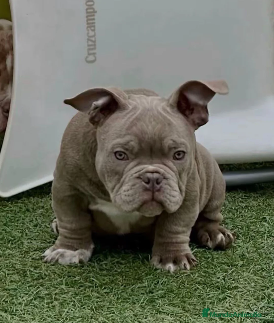 American Bully perros en venta: American Bully micro espectacular cachorro lilac - Anuncio 3