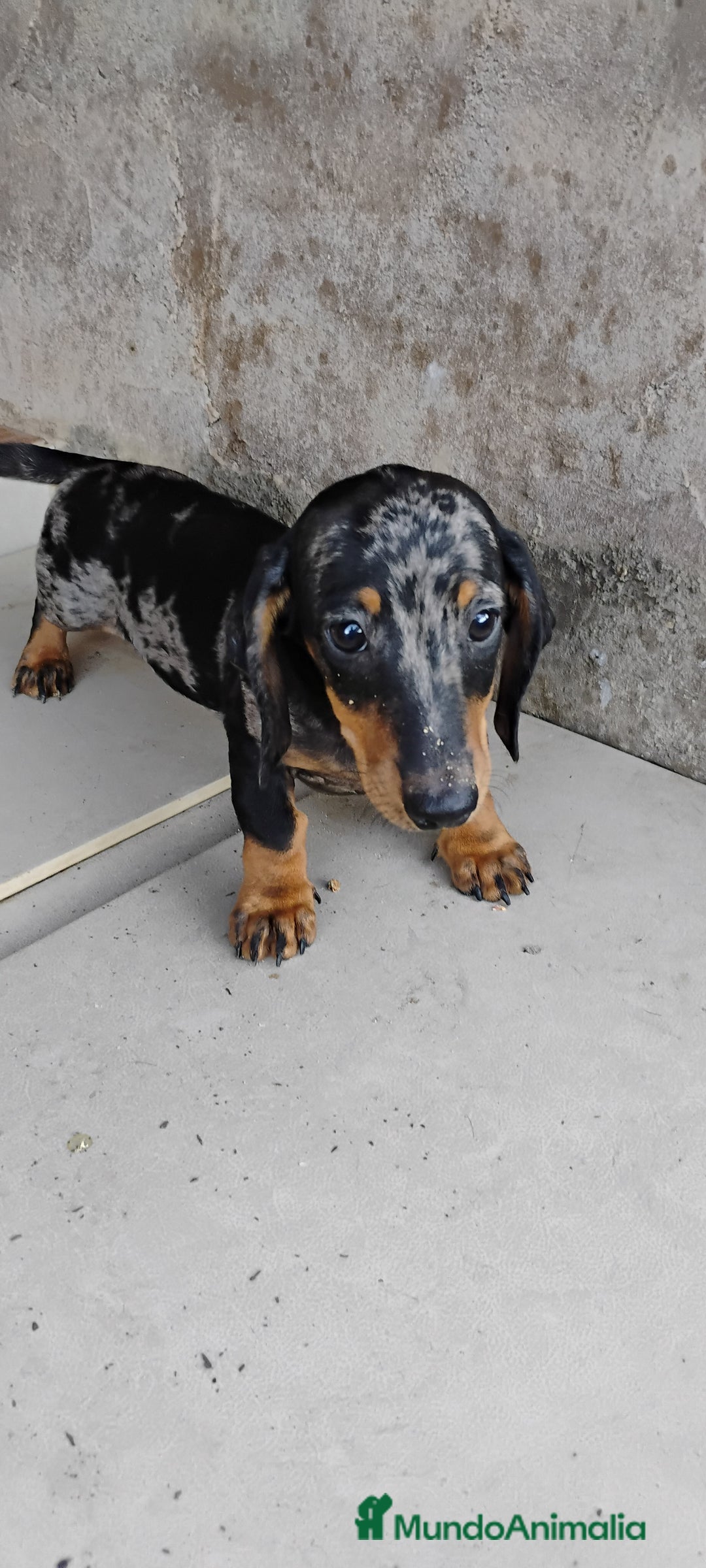 Teckel perros en venta: Macho teckel arlequín plata  - Imagen 1
