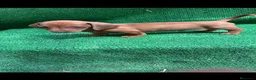 Teckel Miniatura perros en venta: Disponible Teckels de Calidad  - Anuncio 12