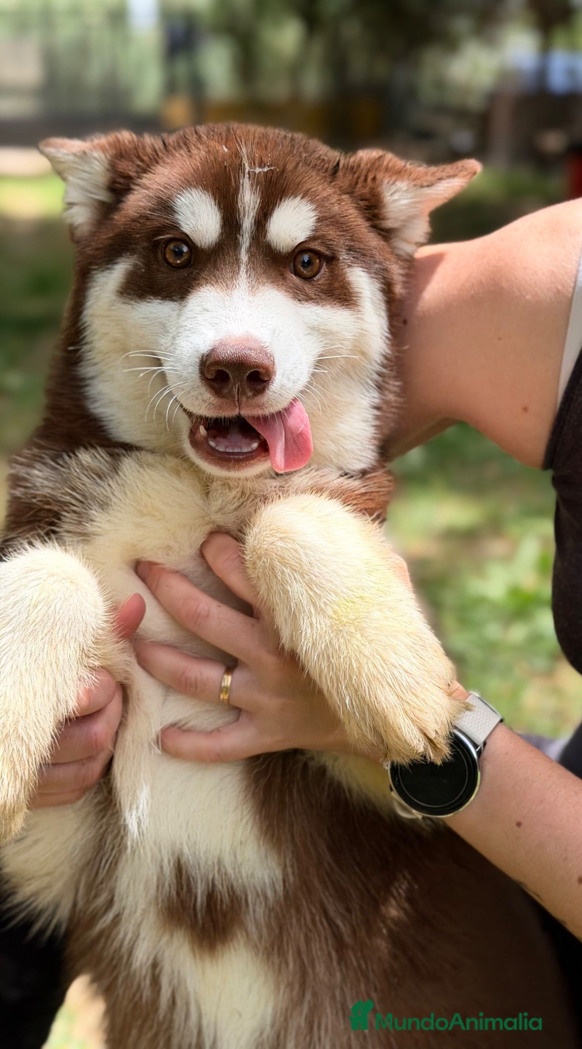 Husky Siberiano perros Husky rojo económico  - Anuncio 2