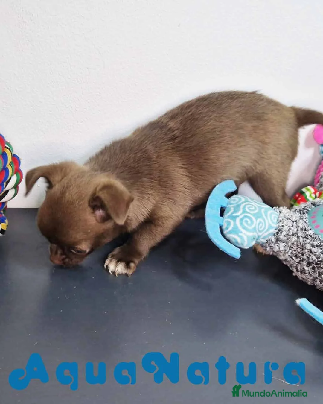 Chihuahua perros en venta: Chihuahua Macho 7510 - AQUANATURA en Barcelona - Anuncio 4