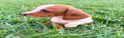 Teckel Miniatura perros en venta: Teckel kaninchen  - Anuncio 8