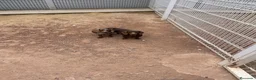 Teckel Miniatura perros en venta: Teckel miniatura y kaninchen - Anuncio 11