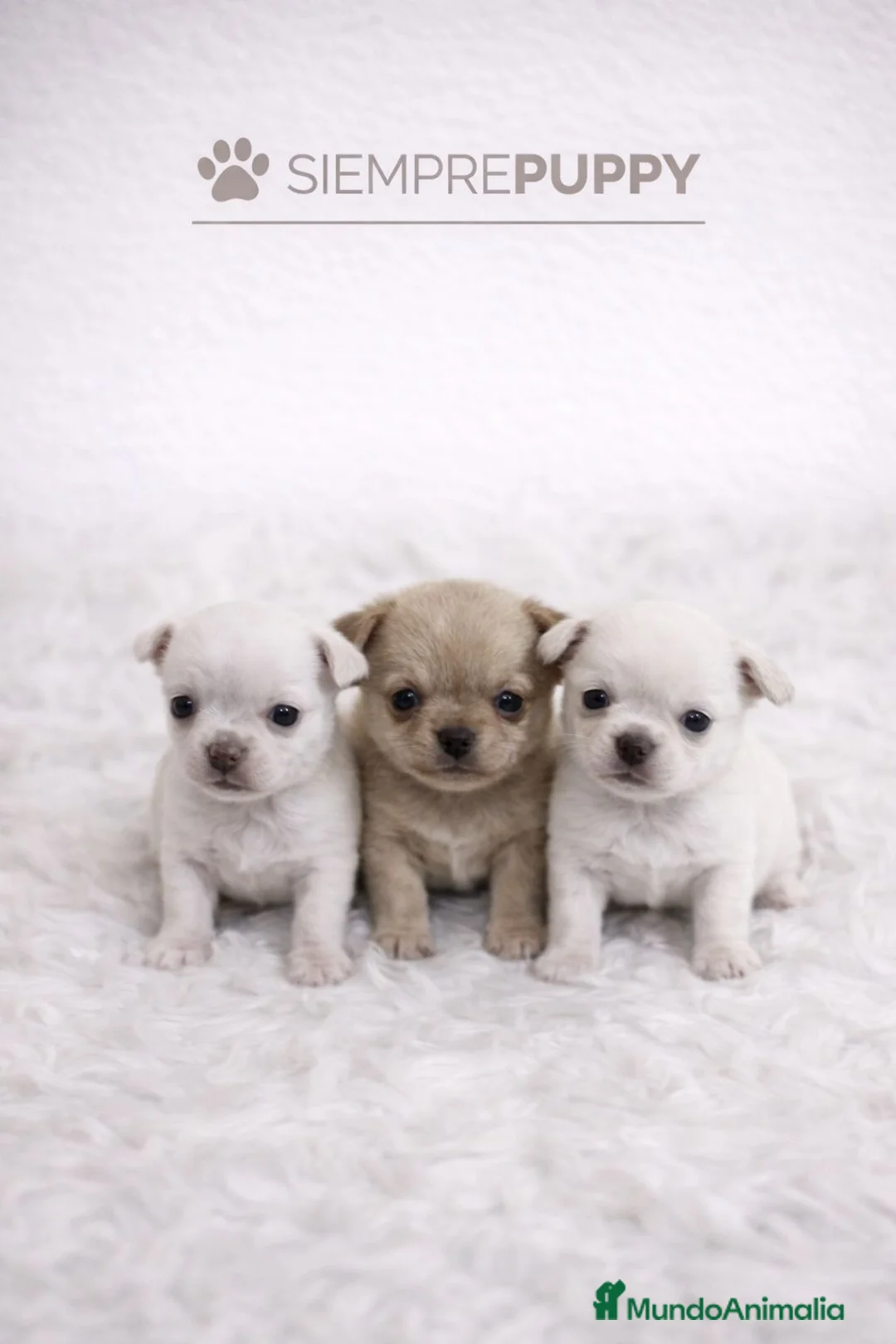 Chihuahua perros en venta: CHIHUAHUA PELO CORTO - Anuncio 1