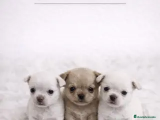 Chihuahua perros CHIHUAHUA PELO CORTO - Anuncio 10