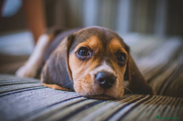 Beagle perros BEAGLE SEVILLA  en Ciudad Real - Anuncio 2