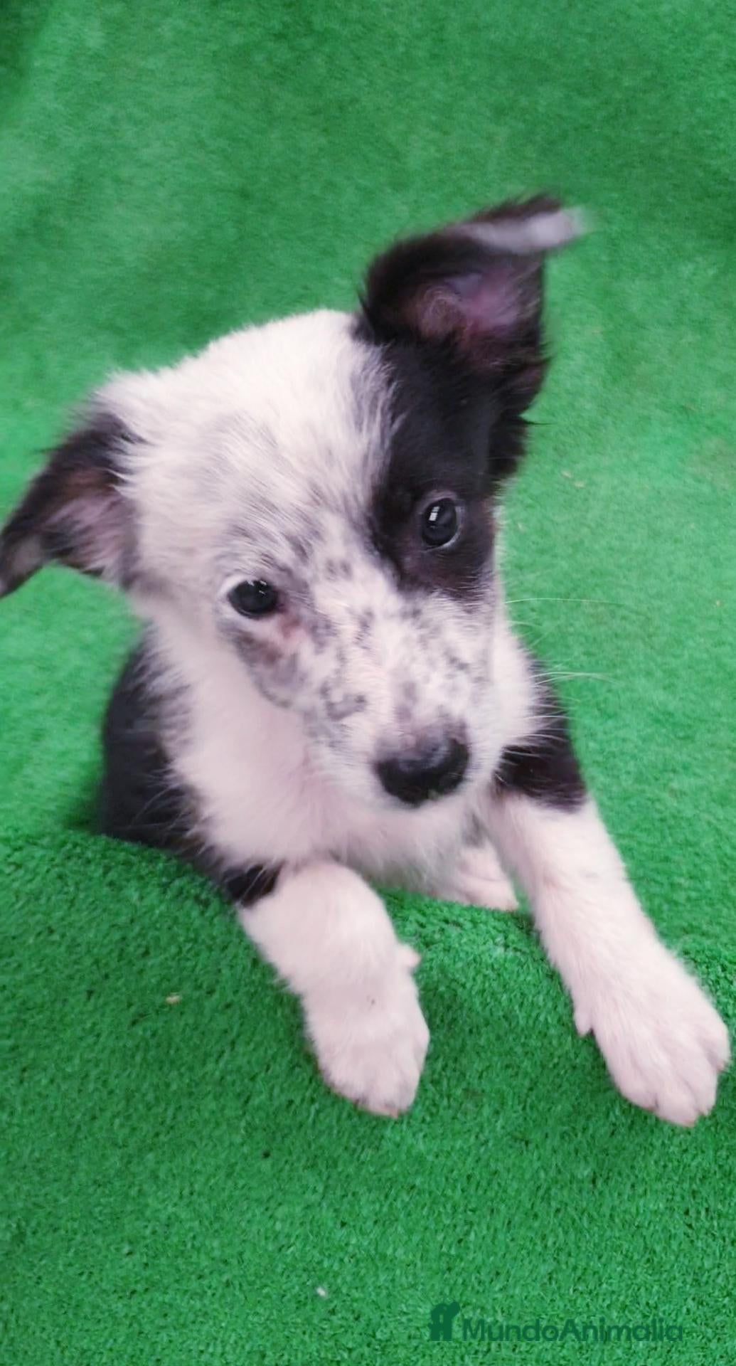 Border Collie perros Border Collie  - Anuncio 3